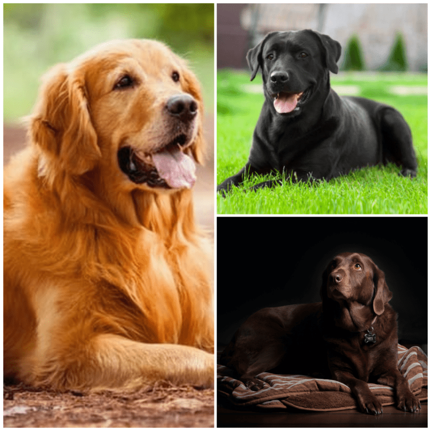 Labrador Retriever: Best pet dog for home - Pet Plus Care