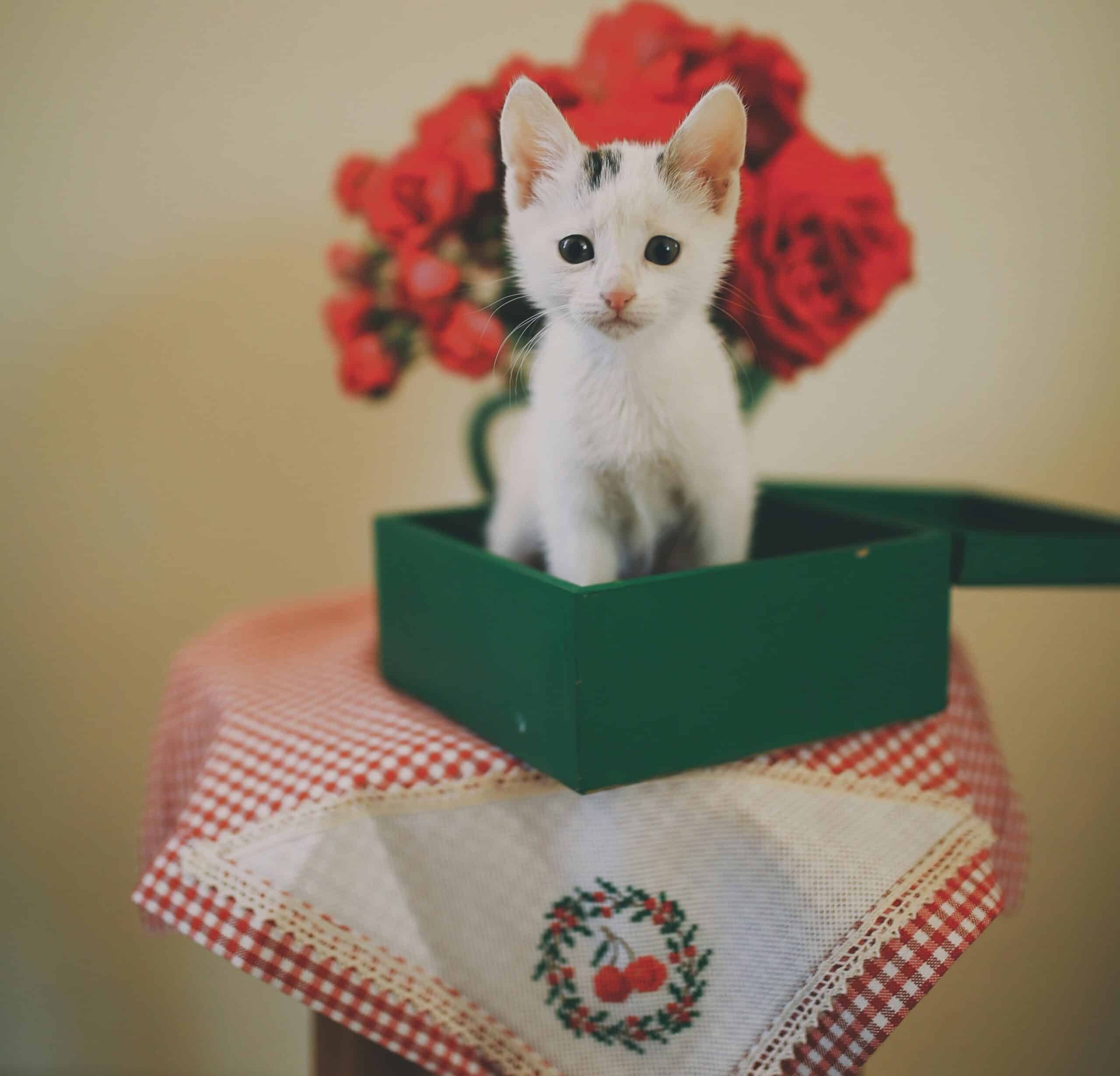 Image showcasing How to train your cat for litter box? Very easy steps, tips, and ...